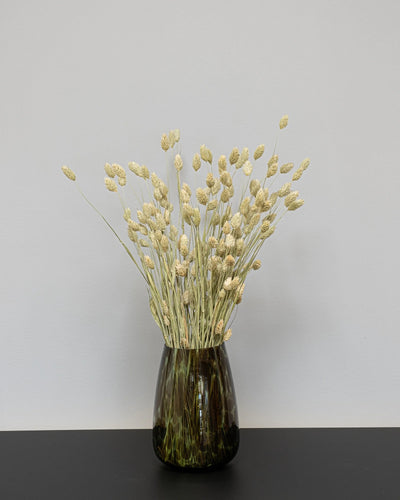 Phalaris – torkade blommor