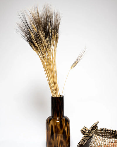 Triticum Vete för långvarig inomhusdekoration – 8487 pr 142 1