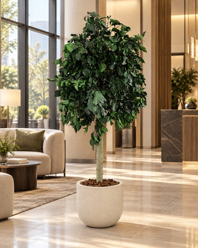 Preserved tree Ivy Green in a cream-colored pot in a bright lobby with lounge seating