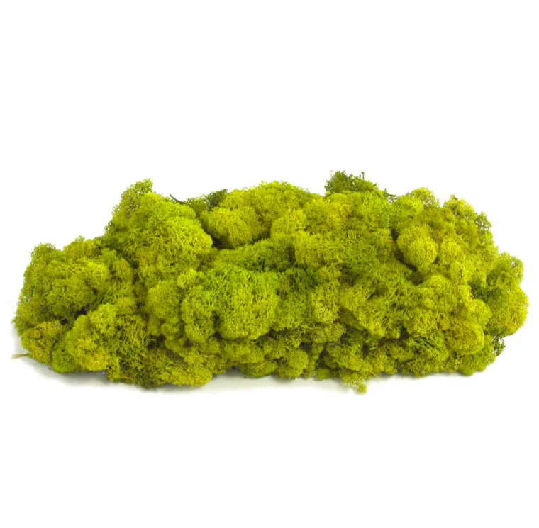 Rund mosstavla med grön bollmossa och lichen – mosstavla från Forever Flora