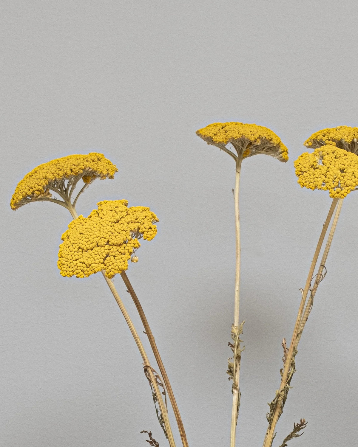 Achillea, Röllikesläktet Naturell som vasdekoration för hem och inredning