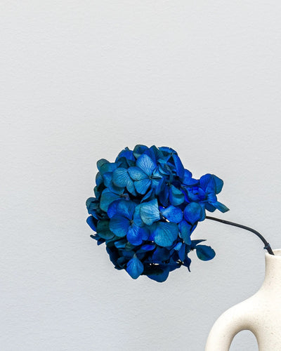 Produktvy med Hortensia Standard för floristiska arrangemang