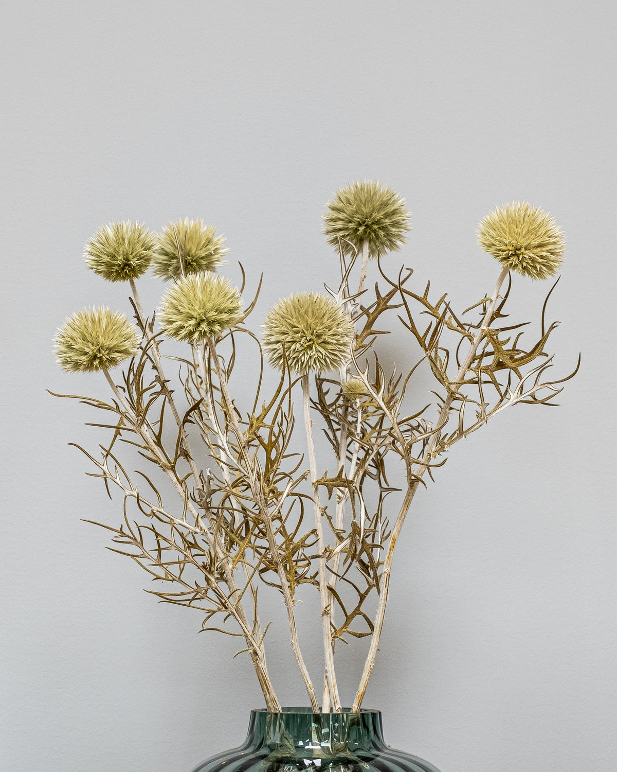 Bolltistel Gigant – konserverade blommor