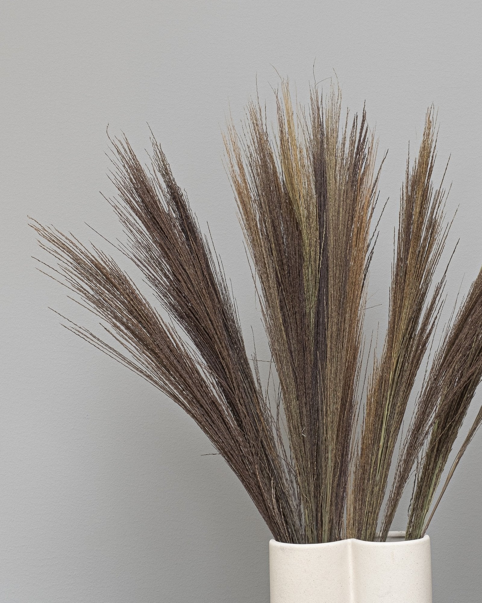 Bromsgräs – torkade blommor 50–60 cm i Vit
