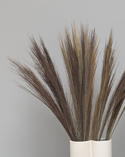 Bromsgräs – torkade blommor 50–60 cm i Vit