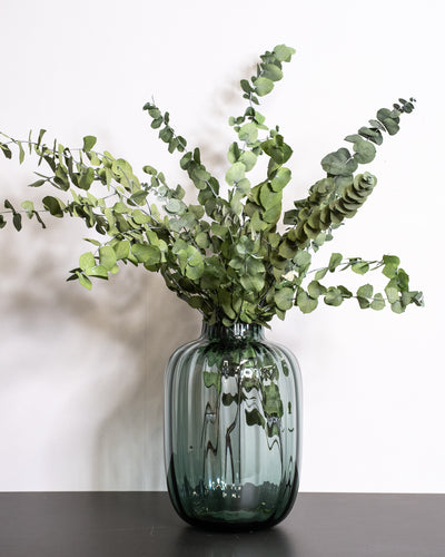 Eucalyptus Stuartiana – konserverad växt