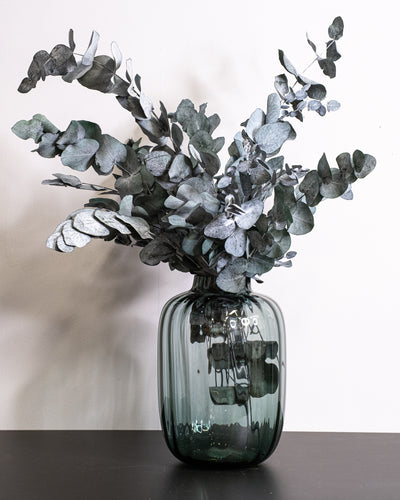 Eucalyptus Cinerea – konserverad växt