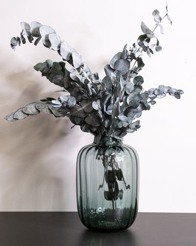 Eucalyptus Cinerea – konserverad växt