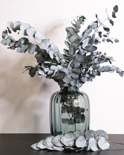 Eucalyptus Cinerea – konserverad växt
