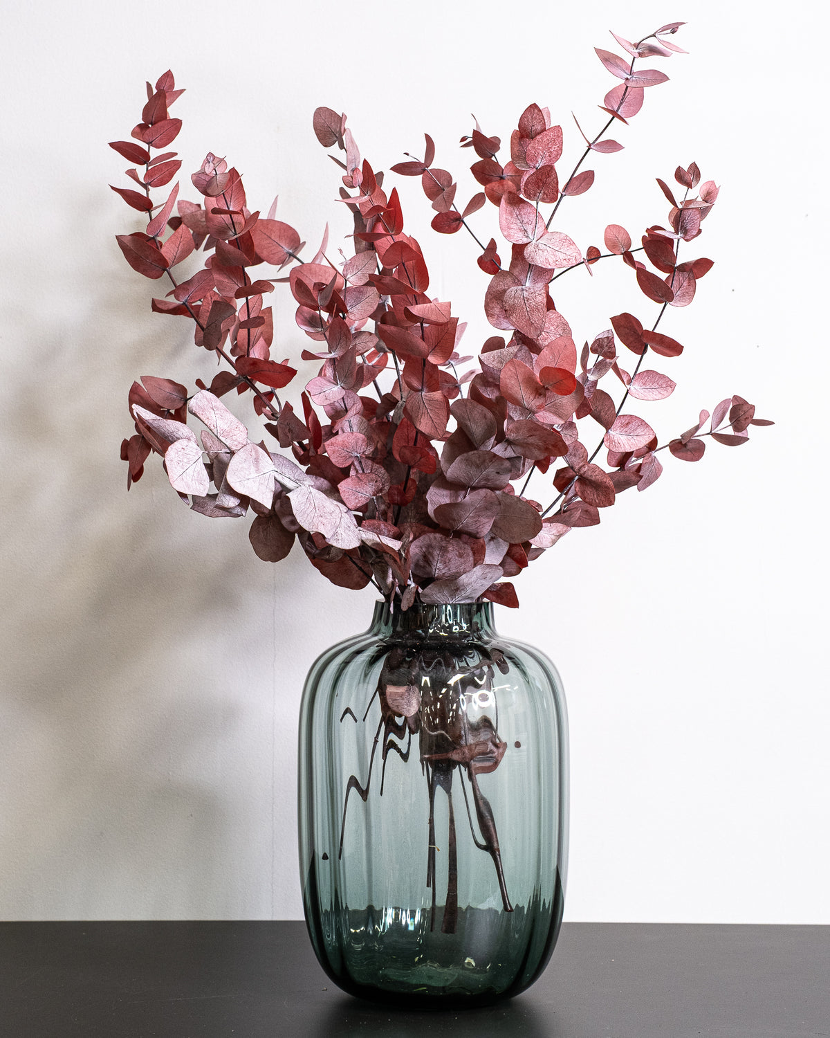 Eucalyptus Cinerea – konserverad växt