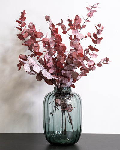 Eucalyptus Cinerea – konserverad växt