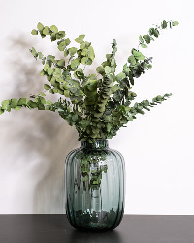 Eucalyptus Stuartiana – konserverad växt