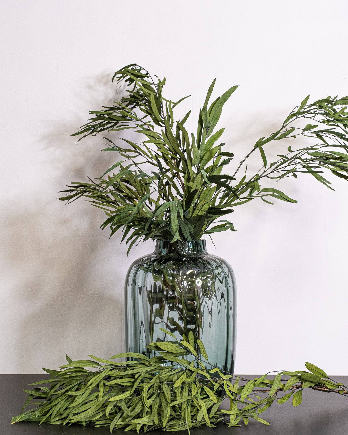 Eucalyptus Nicoli - Konserverade Växter