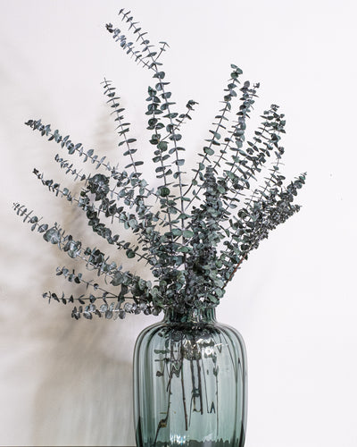 Eucalyptus Baby Blue – konserverad växt
