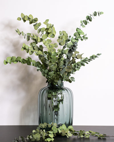 Eucalyptus Stuartiana – konserverad växt