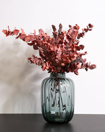 Eucalyptus Stuartiana – konserverad växt