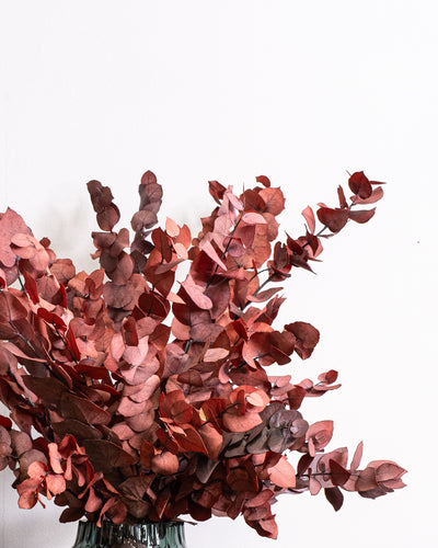 Eucalyptus Stuartiana – konserverad växt