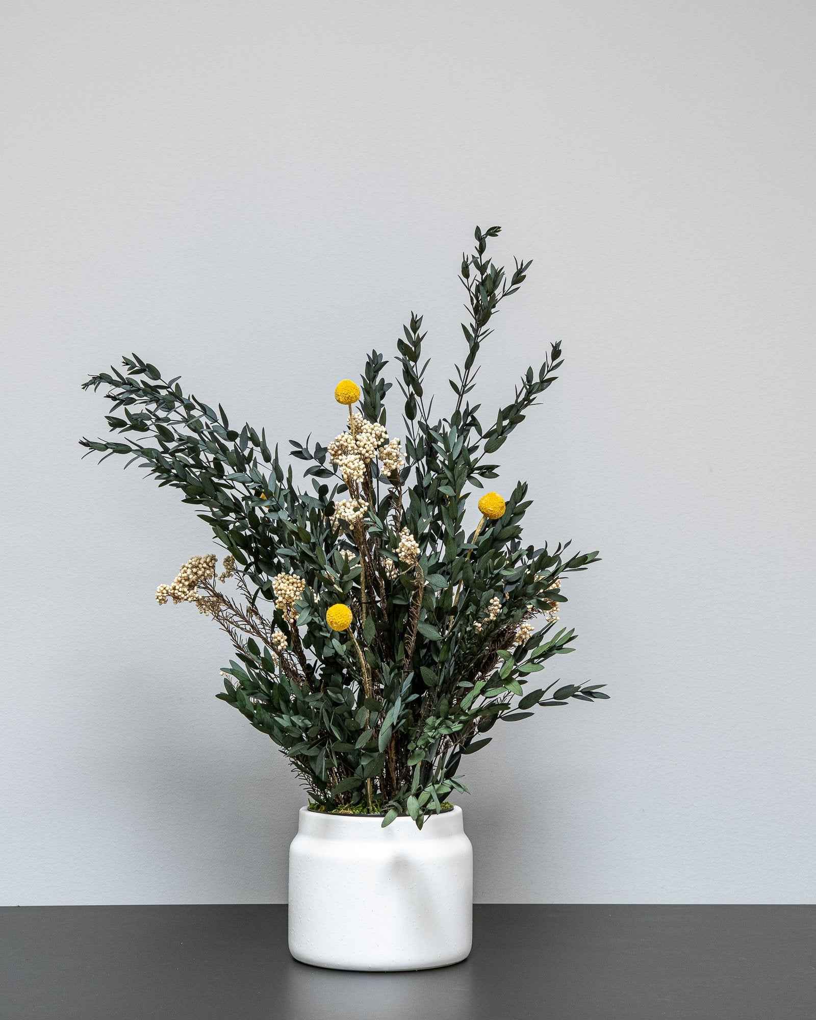 Konserverad Sommar Parvifolia krukväxt med storleksvarianter 60 cm och 80 cm