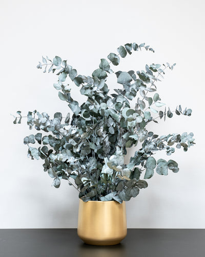 Konserverad Eucalyptus Cinerea krukväxt