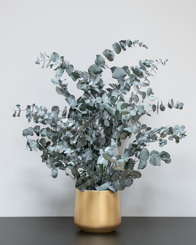 Konserverad Eucalyptus Cinerea krukväxt