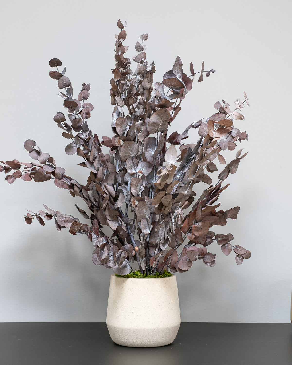 Konserverad Eucalyptus Cinerea krukväxt