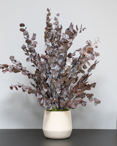 Konserverad Eucalyptus Cinerea krukväxt