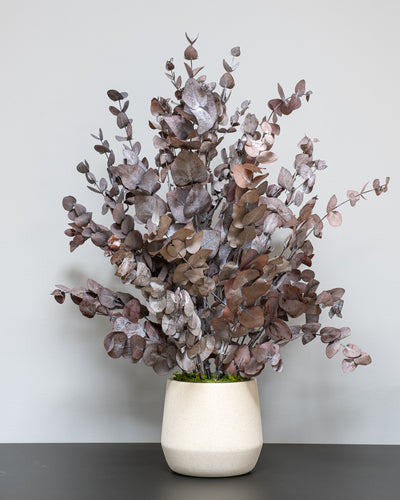 Konserverad Eucalyptus Cinerea krukväxt