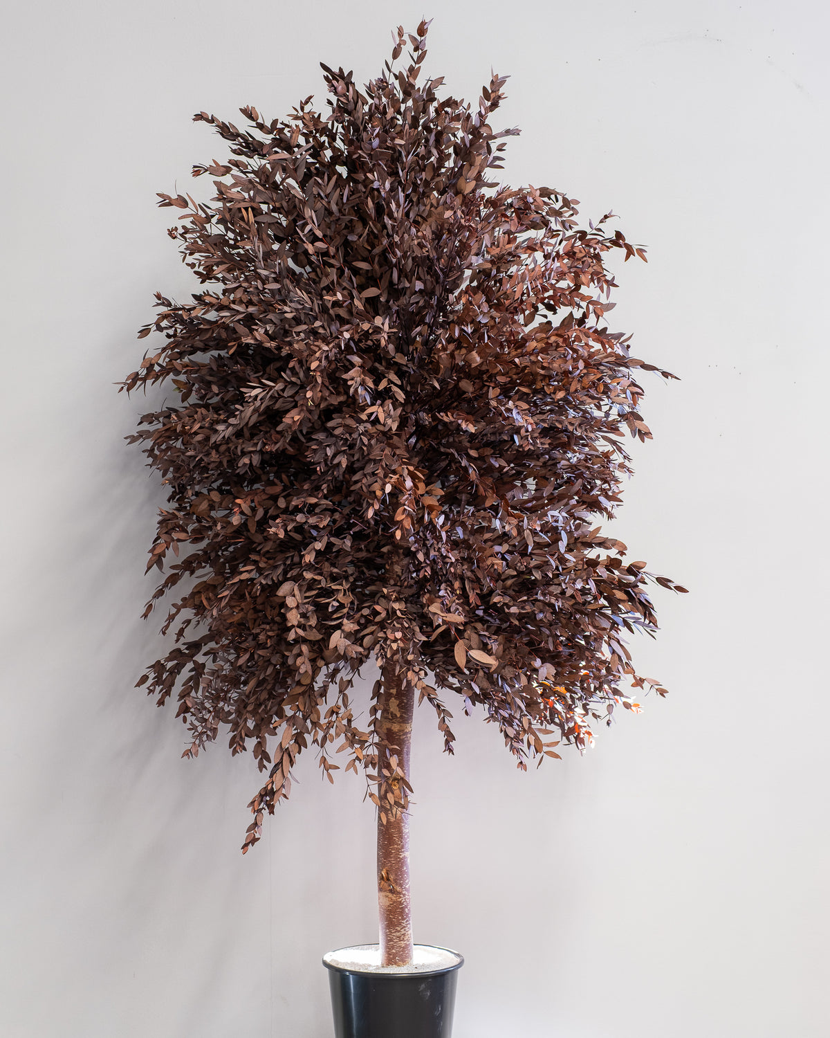 Konserverat eukalyptusträd Parvifolia – Slim