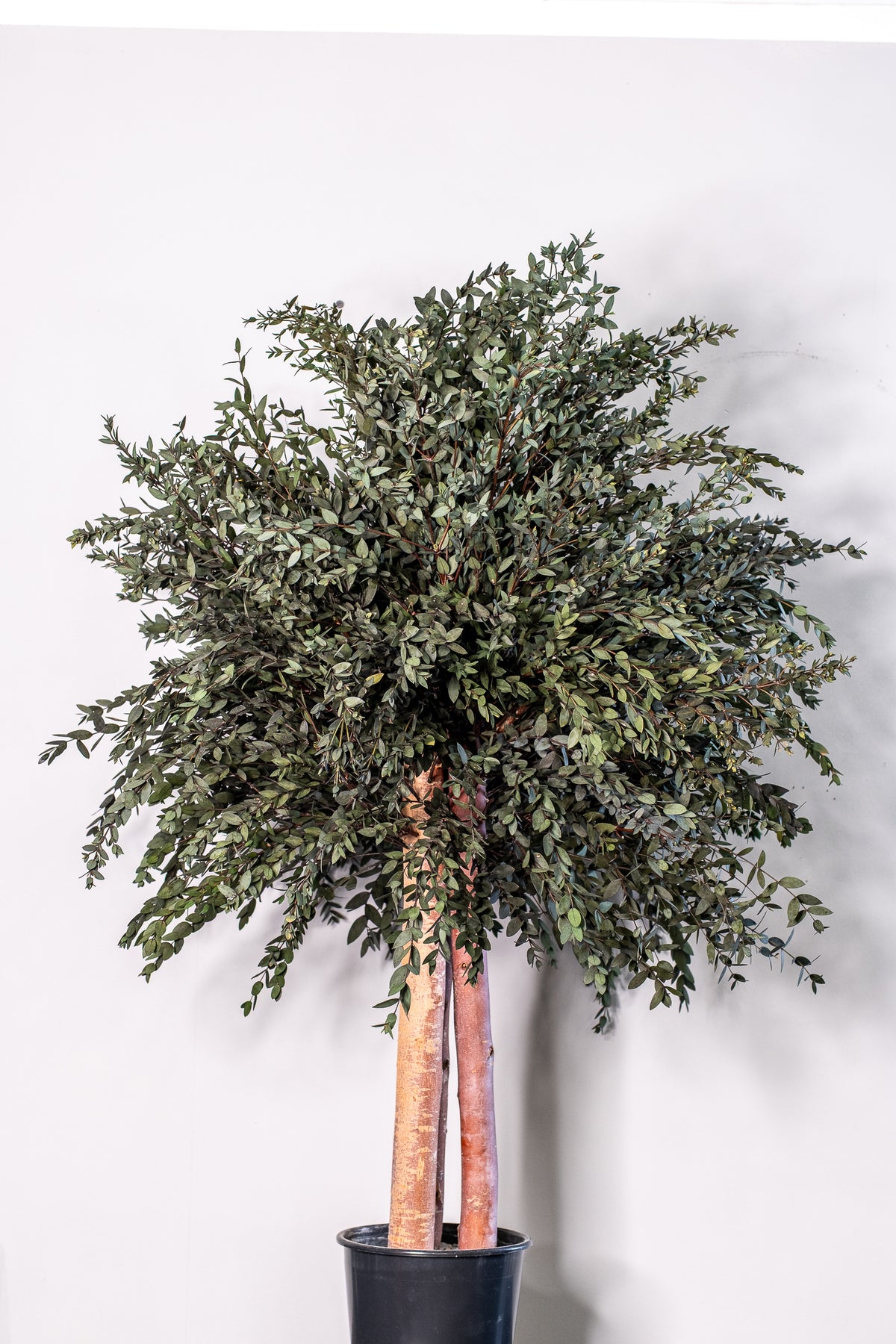 Konserverat eukalyptusträd Parvifolia – Buskträd