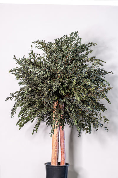 Konserverat eukalyptusträd Parvifolia – Buskträd