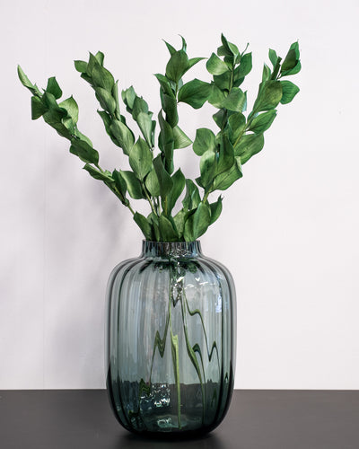 Ruscus Gigant – konserverad växt
