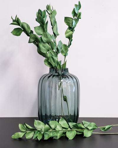 Ruscus Gigant – konserverad växt
