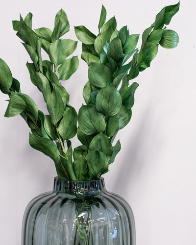 Ruscus Gigant – konserverad växt