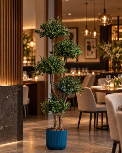 Konserverat eukalyptusträd Parvifolia – 5 Kronor