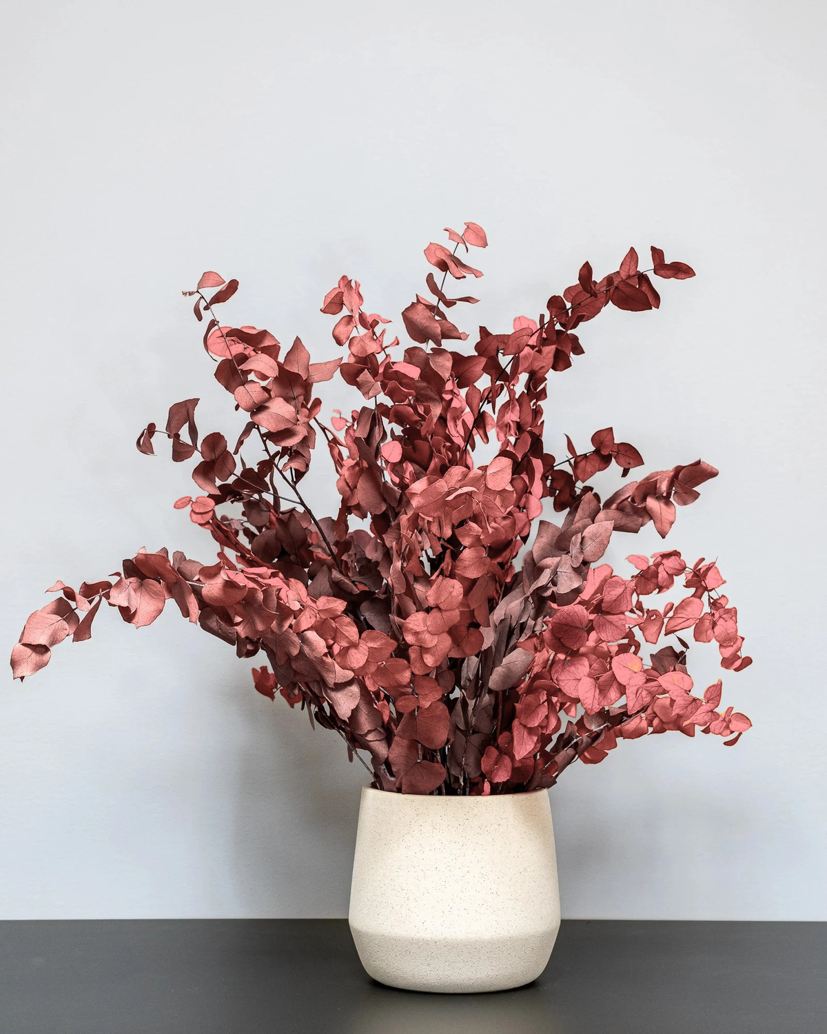 Konserverad Eucalyptus Stuartiana krukväxt