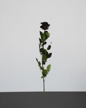 Singel Evighetsros 60 cm 3 1