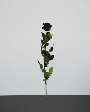 Singel Evighetsros 60 cm 3
