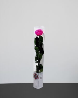 Singel Evighetsros 60 cm 5 1