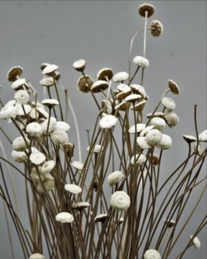 Botao - Torkade Blommor 5f185861a95ba