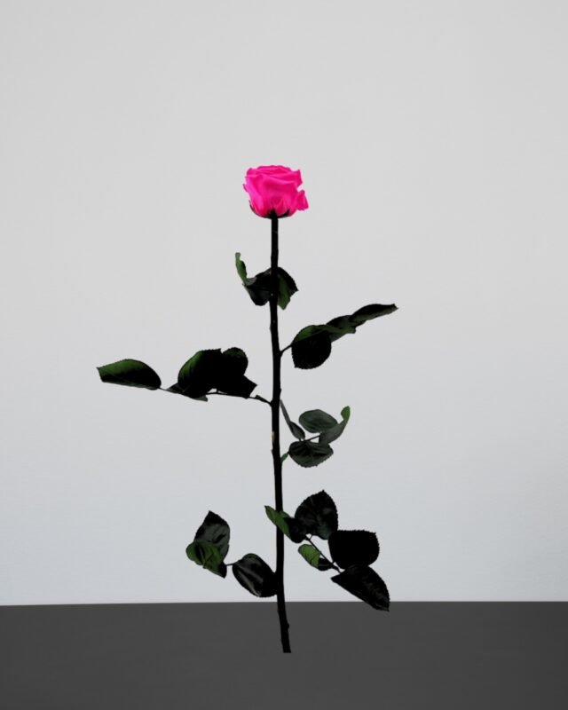 Forever Flora