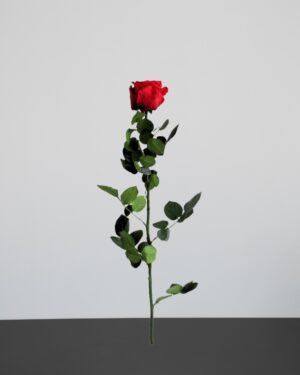 Singel Evighetsros 60 cm 6