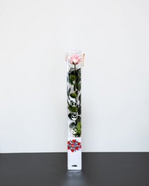 Singel Evighetsros 60 cm Evighetsros 16