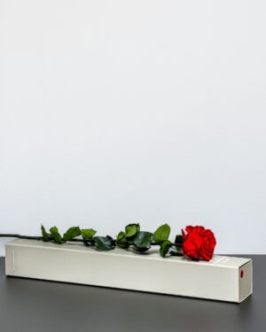 Singel Giftbox - V rose 16 Singel Giftbox - V rose Evighetsros 26