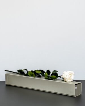 Singel Giftbox - V rose 17 Singel Giftbox - V rose Evighetsros 30