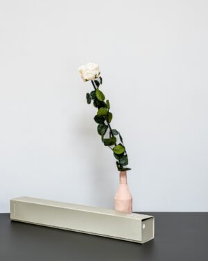 Singel Giftbox - V rose 20 Singel Giftbox - V rose Evighetsros 31