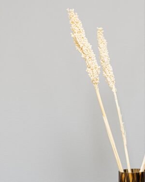 Alternative view of Indian Corn - 5 st,- Torkade Blommor