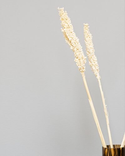 Alternative view of Indian Corn - 5 st,- Torkade Blommor