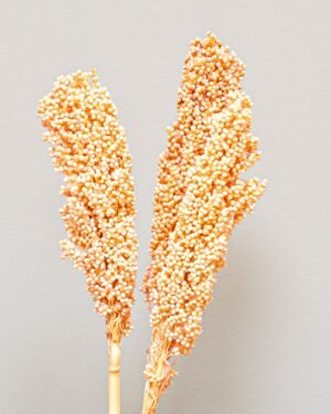 Indian Corn - 5 st,- Torkade Blommor Indian Corn 7
