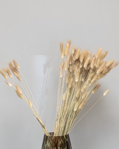 Alternative view of Lagurus - Torkade Blommor