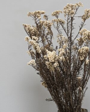 Alternative view of Diosmi Naturell - Konserverade Blommor